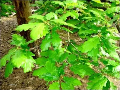 Les feuilles de chêne représente la force.