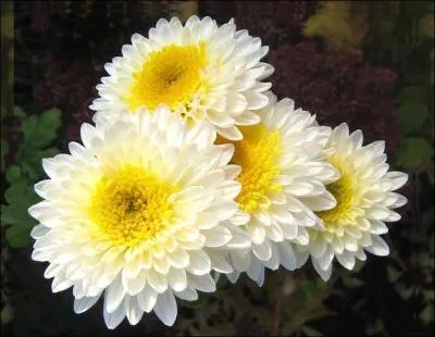 Que symbolise le chrysanthème blanc ?