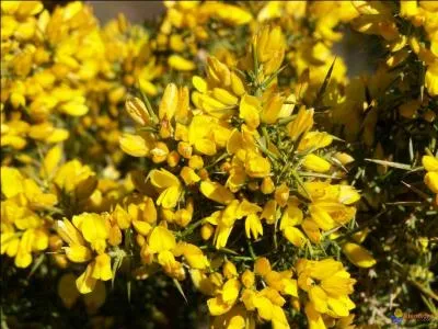 Laquelle de ces fleurs symbolise la rigueur ?