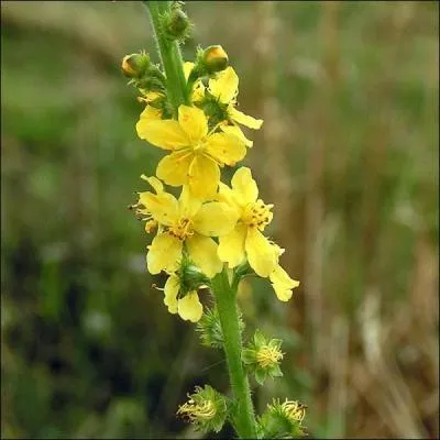 Que symbolise cette fleur ? (l'aigremoine)
