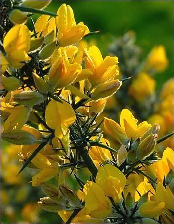 Laquelle de ces fleurs représente la colère ?