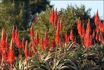 Elle symbolise le chagrin, la peine, c'est bien sûr la/l'...