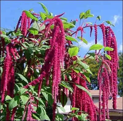 L'amarante rouge brun symbolise...