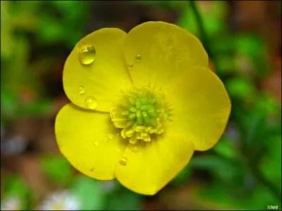 Le bouton d'or représente...