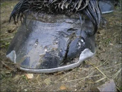 Qu'appelle-t-on "une seime" ?