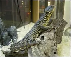 Comment s'appelle cet animal ?