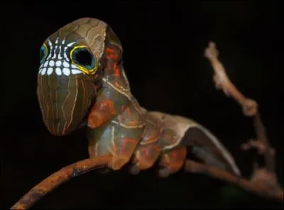 Cet animal existe-t-il ?