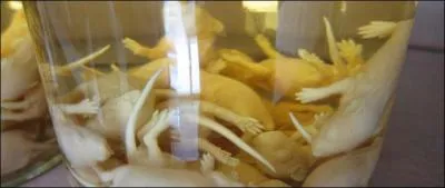 Dans quel pays existe-il un vin de bébés de souris ?