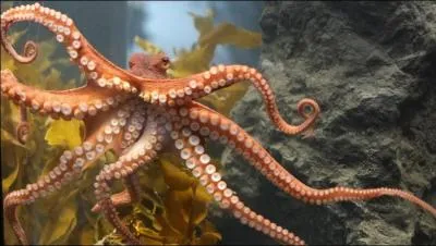 Quel est ce céphalopode possédant 8 tentacules ?