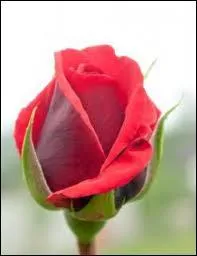 Dans quelle chanson traditionnelle retrouve-t-on ces paroles : 
"J'ai perdu mon amie
Sans l'avoir mérité
Pour un bouton de rose
Que je lui refusais..." ?