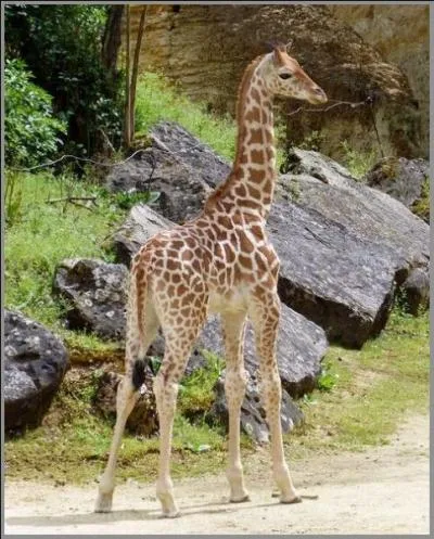 Qu'est-ce qu'un girafon, en dehors d'être son petit ?