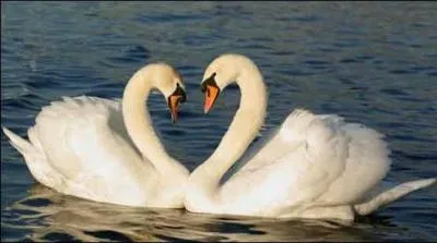 Le col de cygne a donné son nom à un robinet, mais aussi à quelle autre sorte d'objets ?