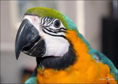 Mis à part l'appendice de ce magnifique oiseau, où un bec de perroquet peut-il se trouver ?