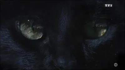 Dans le générique, nous voyons des yeux d'animaux et des lieux. A quel animal appartient la première paire d'yeux ?