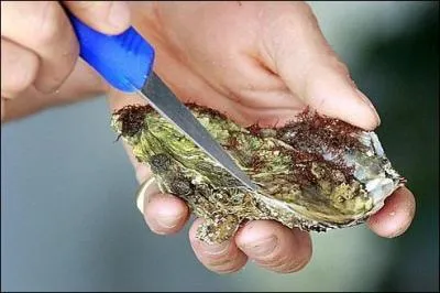 Belle huître creuse ! Vous en aurez 10 pour 12 kilos, c'est le plus gros calibre que vous pourrez trouver :