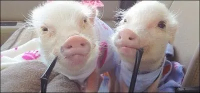 (Sa maison) : De pierre est la mienne, de briques elle est faite !