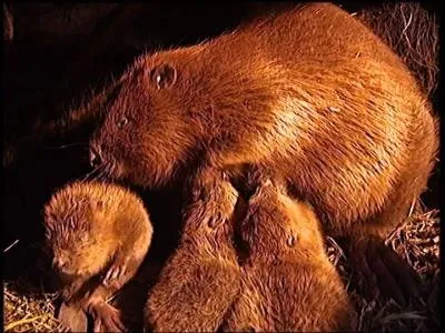 A qui vous font penser ces petits castors, pour le moins juniors ?