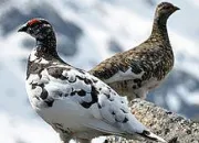 Quiz Les gallinacés