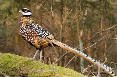 Quel est ce faisan forestier ?