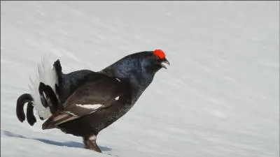 Regardez bien la queue de ce tétras, vous comprendrez pourquoi on le nomme ainsi !