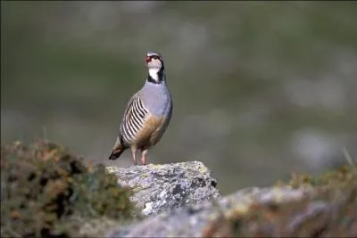 Quelle est cette perdrix qui vit au sud de l'Europe ?
