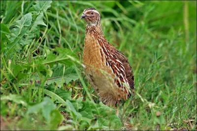 Quel est cet oiseau hivernant en Afrique ?