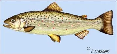 Quel compositeur a écrit "La Truite" ?