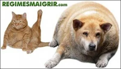 Car si vous ne faites pas attention, votre animal de compagnie se ramassera dans la liste grandissante des...