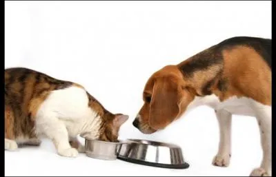 Mais si Pitou et Miaou ne mangent pas beaucoup, ça arrive, comment faire pour stimuler leur appétit ?