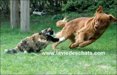 Bon tout le monde sait qu'il faut faire faire de l'exercice à nos adorables créatures mais pourquoi ?