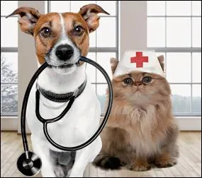 Qu'est-ce qui vous aidera à détecter des changements dans la santé de votre animal ?