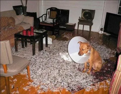 Le vétérinaire pourra vous suggérer de changer quelque chose comme...