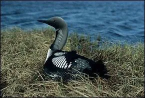Quel est ce plongeon hivernant en France ?