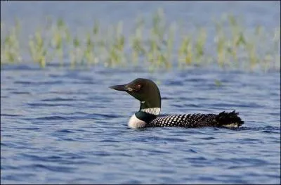 Quel est le plus grand plongeon fran&ccedil;ais ?