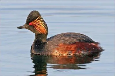 Quel est ce gr&egrave;be, symbole du site des Cinq-Tailles &agrave; Thumeries ?