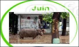 L'image que vous voyez datant du 14 juin 2015 est la conséquence d'une inondation ayant, entre autres, touché le zoo d'une ville du Caucase.
Quelle est cette ville ?