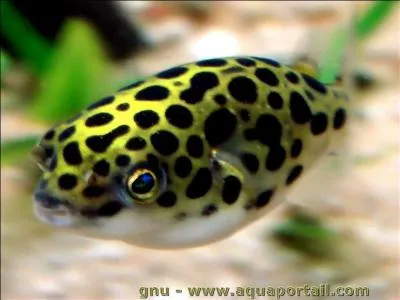 Quel est le nom de l'animal ?