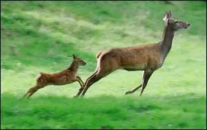 Quel est le nom de l'animal ?