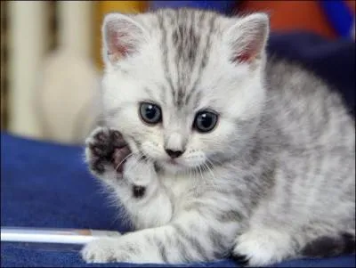 Ce quiz est terminé, et pour cette dernière question, je vous suggère de...