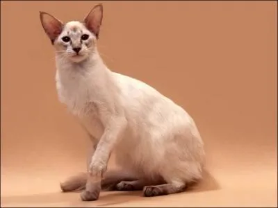 Fruit charnu en forme de poire rugueuse, appelé aussi christophine :