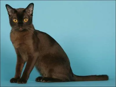 Corps d'un animal mort et dans un état plus ou moins avancé de décomposition :