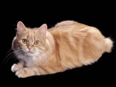 Argile cuite et concassée utilisée en céramique :