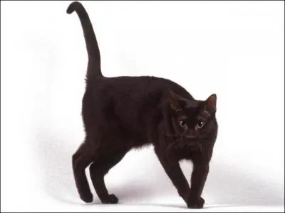 Familièrement, dispute, querelle peu sérieuse :