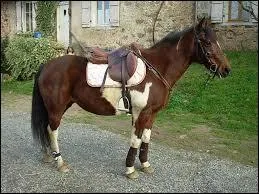 Ce cheval est-il prêt pour aller travailler ?