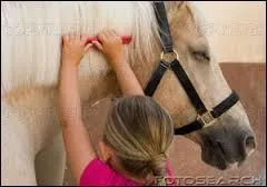 A quoi sert le pansage ?