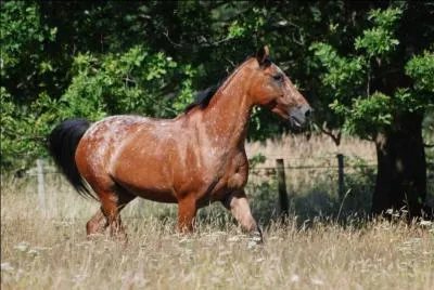 Si je suis pressée, quel brosse ai-je le droit d'esquiver ?