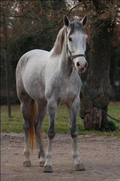 Comment dois-je tenir mes rennes lorsque je monte ?