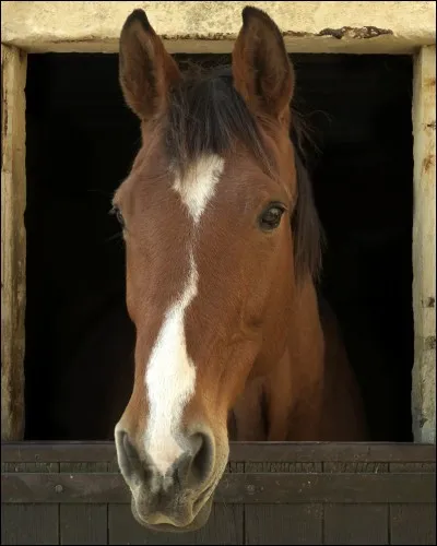 Comment abordes-tu un cheval ?