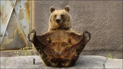 En cas de saignement, les ours peuvent ralentir leur rythme cardiaque pour ralentir la perte de sang.