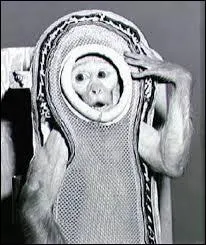 A-t-on récupéré Miss Sam vivante, en 1960 ?